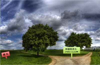 岐路.jpg