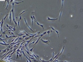 cell.jpg