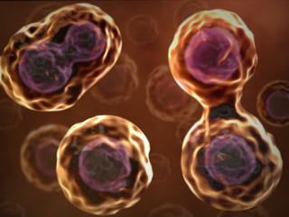 cell55.jpg